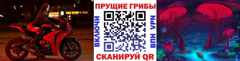 где купить наркоту  Пудож  Галлюциногенные грибы Psilocybe 