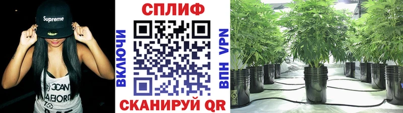 мориарти состав  Пудож  Бошки марихуана OG Kush 